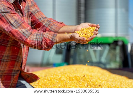 Farmer Showing Freshly Harvested Corn Maize Grains Against Grain Silo. Farmer's Hands Holding Harvested Grain Corn. Farmer with Corn Kernels in His Hands Sitting in Trailer Full of Corn Seeds. Royalty-Free Stock Photo #1533035531