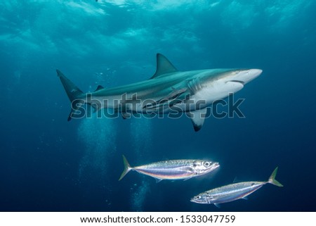 Oceanic Blacktips shark in the blu