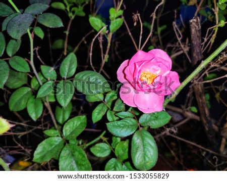 beautiful picture of Rose flower