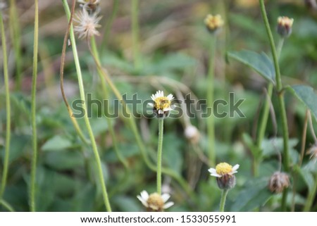flower in nature bautiful green grass