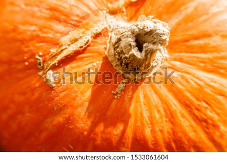 Close-up of a cute orange pumpkin