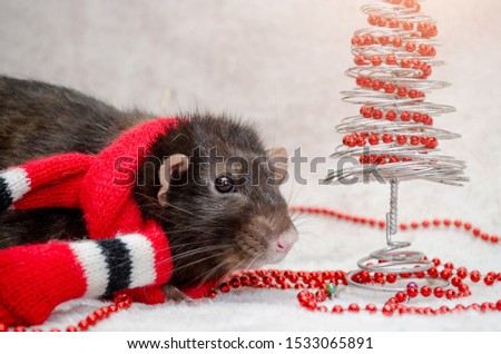 Black fluffy funny rat in red scarf, fur background with New Year tree, beads, symbol of the year 2020, with copyspace