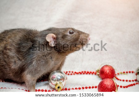 Black fluffy funny rat, fur background with New Year tree, silver and red ball, beads, symbol of the year 2020, with copyspace