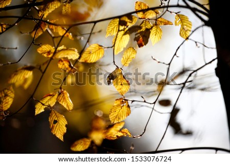 Colorful leaves in autumn, october