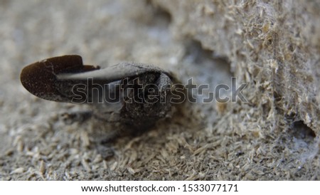 black bee carcass on wood sawdust