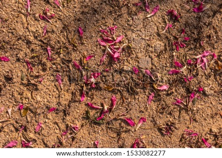 Petals of flowers on a sandy ground arranged in a chaotic manner