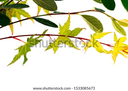 Autumn leaves composition isolated on white background.