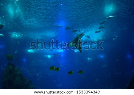 Underwater world in Lisbon Portugal