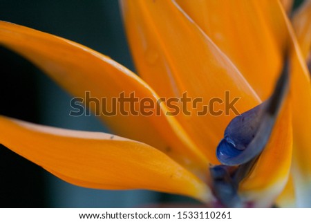 Macro Image of the Bird of Paradise Flower