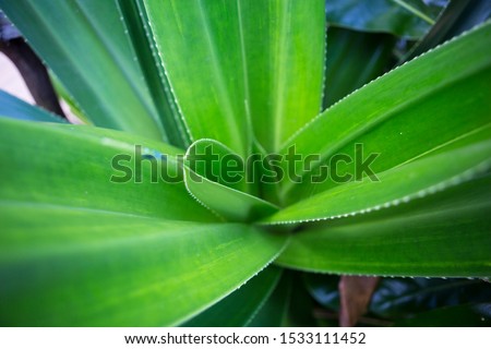 Natural filled frame close up wallpaper of a vibrant yucca plant with long green sword shaped leaves. Sri Lanka
