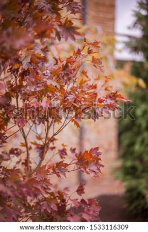 Autumn tree with red leaves. Nature backgrounds