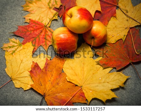 conceptual fall season background with colorful leafs apple and pine cones on textured fabric background