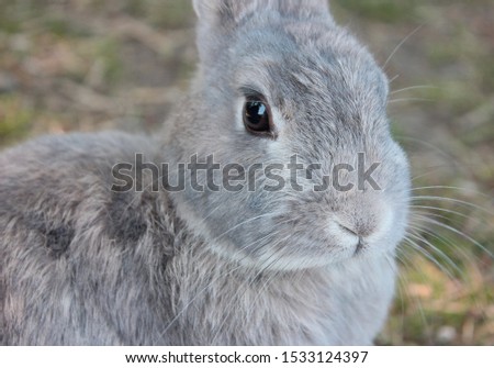 A close-up of a bunny.