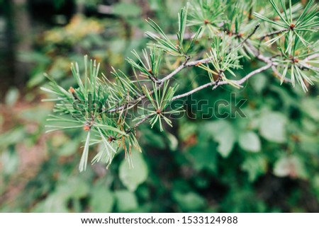 Close up of pine needles on tree branch