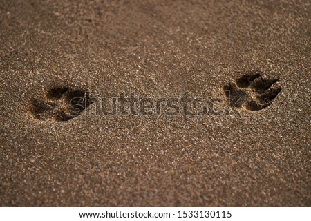 Dog footprints in the sand of the beach.