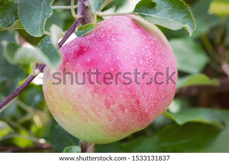 A close up side view of an apple on a tree.