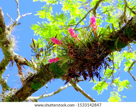 Small bromeliads. Mini bromeliads (Tillandsia stricta) in bloom.I take this photo on its natural habitat, hanging in a tree trunk in Southern Brazil. It’s an air plant and need only water to survive. 