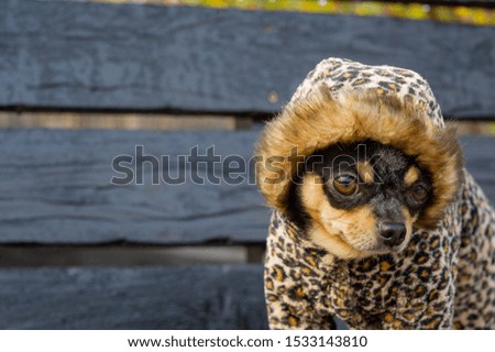 Chihuahua is sitting on the bench.chihuahua dog in clothes standing and facing the camera. chihuahua has a cheeky look. The dog walks in the park. Black-brown-white color of chihuahua in the fall