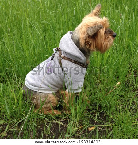 Macro photo animal pet Yorkshire terrier dog. Stock photo dog breed Yorkshire terrier play on garden