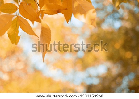 Autumn leaves with blue sky background. Copy space. Seasonal falling autumn leaves and sky background. Autumn leaf nature background. Yellow leaves over blue sky.
