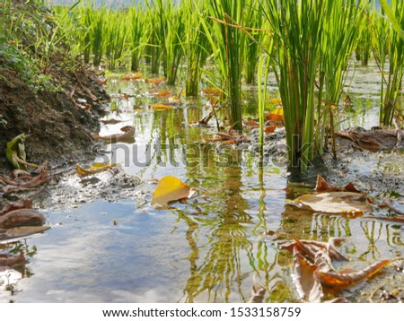 Small irrigation stream flowing into a rice field in a rural area in the North of Thailand