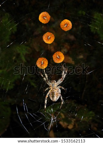 Isolated images of a bumpy pumpkin pasted upon a picture of an orb weaver spider in a juggling pattern for Halloween 