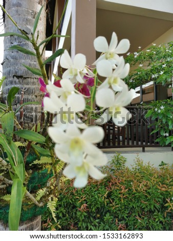 The close-up picture of beautiful exotic botanical orchid in the garden in Thailand