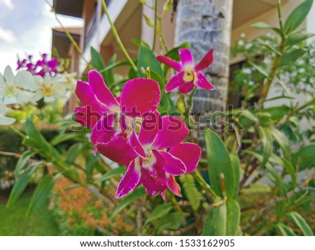 The close-up picture of beautiful exotic botanical orchid in the garden in Thailand