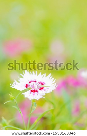 white flower dianthus in garden
