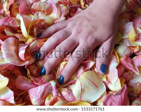 hand of a woman touching rose petals