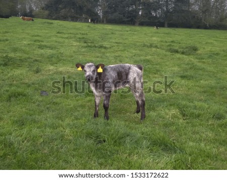 Cattle in the British Countryside, United Kingdom 