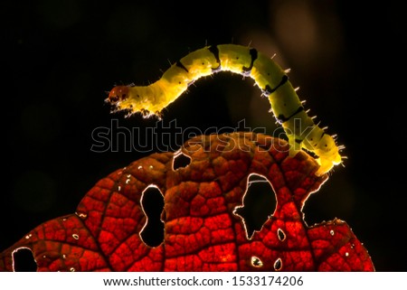 Caterpillar photographed in Linhares, Espirito Santo. Southeast of Brazil. Atlantic Forest Biome. Picture made in 2013.