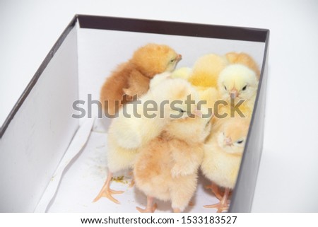 Little yellow chickens sit huddled in a box. Little hens.