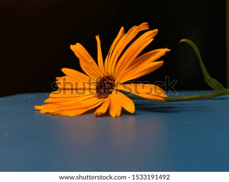 Calendula Flower is one of best medicinal vegetation as gift from God