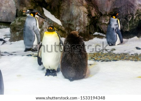Group of penguins at the aquarium