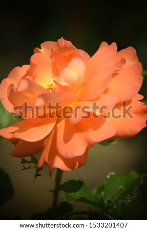 Beautiful Rose in the Garden. Stock Image