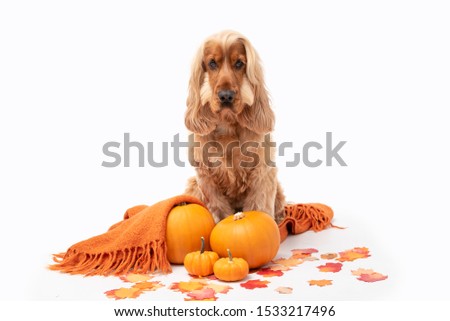 Cocker Spaniel dog sat with pumpkins and autumn leaves against a white background
