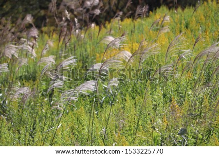 Japanese pampas grass of the autumn embankment