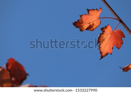 The season arrival of colored leaves