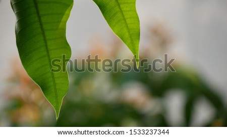 bright green leaves, taken in the morning
