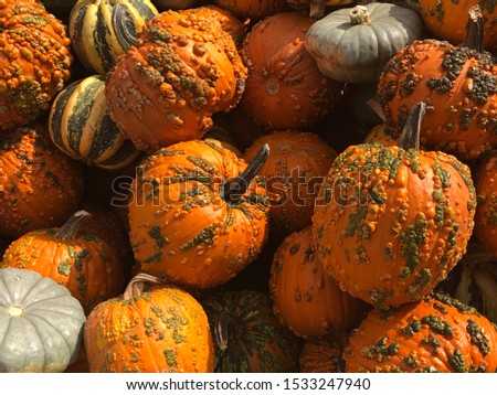 A lot of  spotted pumpkins at outdoor farmers market - Colorful Orange Pumpkins Autumn Season Halloween in October