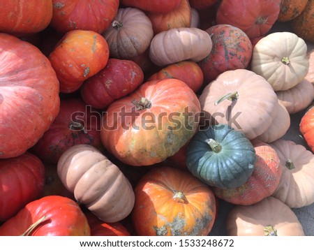 A lot of  pumpkins at outdoor farmers market - Colorful Orange Pumpkins Autumn Season Halloween in October