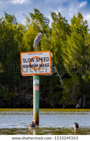 A West Indian Manatee floats near a Manatee Zone sign with a Great Blue Heron perched atop in the Merritt Island National Wildlife Reserve.