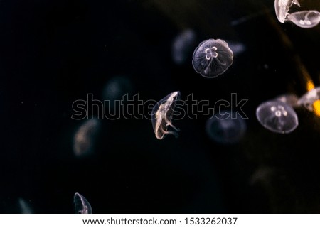 Group of jellyfish swimming in the water tank
