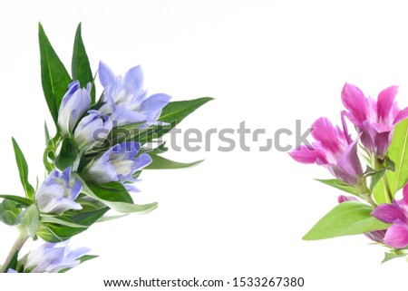 Blue and pink gentian flowers on white background.