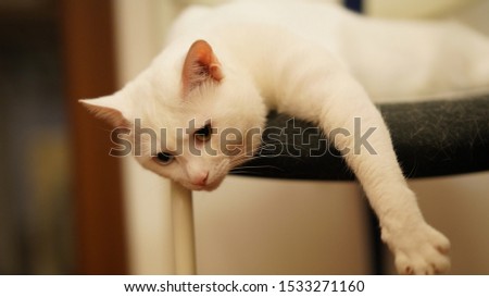 One sleepy white cat on the chair at home
