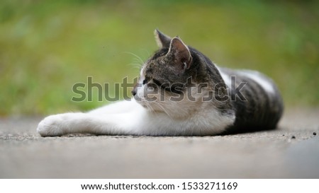 The cute wild cat living in the garden with the warm sunlight