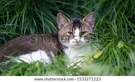 The cute wild cat living in the garden with the warm sunlight