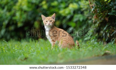 One little cute yellow cat playing in the garden