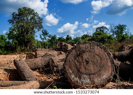 Pile of tree log wood